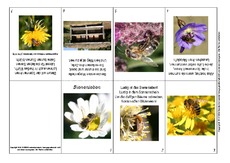 Faltbuch-Bienenleben-Fallersleben.pdf